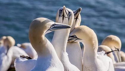 世界杯直播入口-欧冠出线形势：16强门票余7张 曼联巴黎莱比锡3抢2