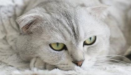 世界杯直播入口-欧冠出线形势：16强门票余7张 曼联巴黎莱比锡3抢2